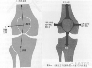髌骨受力