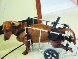 gou3